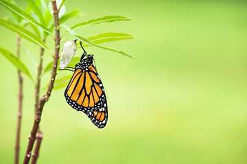 Newly emerged Monarch butterfly (danaus plexippus) and its chrysalis shell hanging on milkweed leaf. Natural green background with copy space. - obrazy, fototapety, plakaty