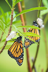 Newly emerged Monarch butterfly (danaus plexippus) and its chrysalis shell hanging on milkweed leaf.
