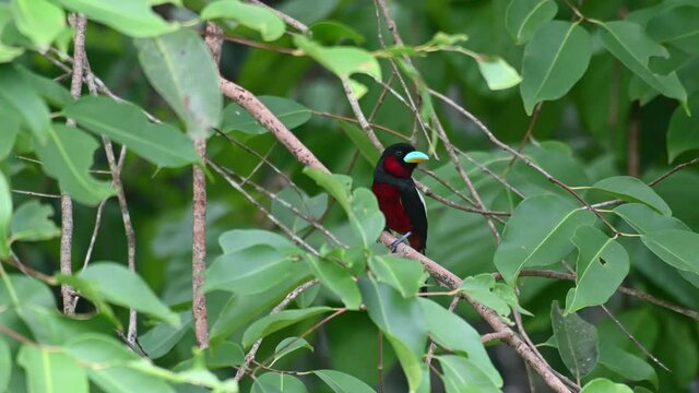Seen within the foliage perched on a branch while looking to the right; Black-and-red Broadbill, Cymbirhynchus macrorhynchos, Kaeng Krachan National Park, Thailand, UNESCO World Heritage.