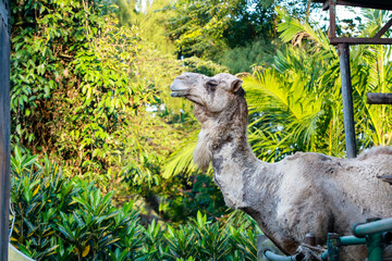 camel in the zoo