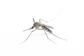 Close up of a mosquito isolated on white background