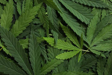 Heap of fresh green hemp leaves as background, top view