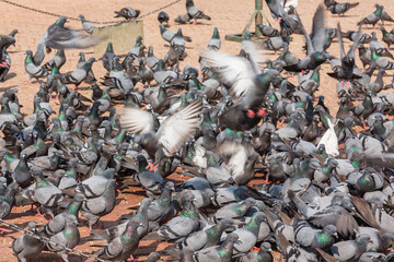 ネパール　カトマンズにあるネパール最大の仏塔であるボダナートで群がる鳩