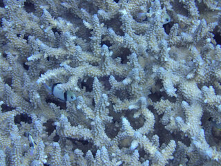 coral reef in aquarium