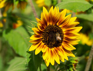 Obraz premium Honey Bee Pollinating a Sunflower