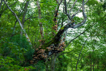 富山県富山市の立山連峰、鍬崎山、大品山、瀬戸蔵山の登山道の風景 A view of the trails in the Tateyama Mountain Range, Mt. Kuwasaki, Mt. Oshina, Mt. Setokura, Toyama city, Toyama prefecture. 