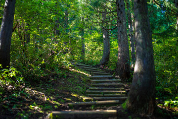 富山県富山市の立山連峰、鍬崎山、大品山、瀬戸蔵山の登山道の風景 A view of the trails in the Tateyama Mountain Range, Mt. Kuwasaki, Mt. Oshina, Mt. Setokura, Toyama city, Toyama prefecture. 