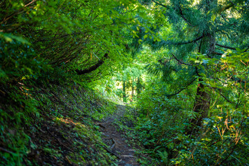 富山県富山市の立山連峰、鍬崎山、大品山、瀬戸蔵山の登山道の風景 A view of the trails in the Tateyama Mountain Range, Mt. Kuwasaki, Mt. Oshina, Mt. Setokura, Toyama city, Toyama prefecture. 