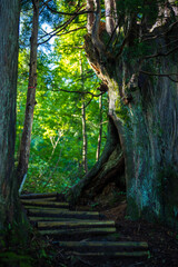 富山県富山市の立山連峰、鍬崎山、大品山、瀬戸蔵山の登山道の風景 A view of the trails in the Tateyama Mountain Range, Mt. Kuwasaki, Mt. Oshina, Mt. Setokura, Toyama city, Toyama prefecture. 