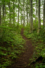 富山県富山市の立山連峰、鍬崎山、大品山、瀬戸蔵山の登山道の風景 A view of the trails in the Tateyama Mountain Range, Mt. Kuwasaki, Mt. Oshina, Mt. Setokura, Toyama city, Toyama prefecture. 