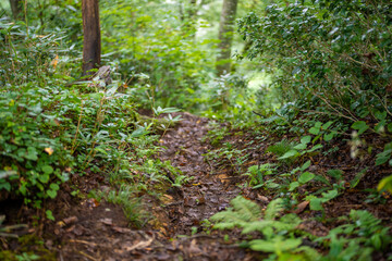 Obraz premium 富山県富山市の立山連峰、鍬崎山、大品山、瀬戸蔵山の登山道の風景 A view of the trails in the Tateyama Mountain Range, Mt. Kuwasaki, Mt. Oshina, Mt. Setokura, Toyama city, Toyama prefecture. 