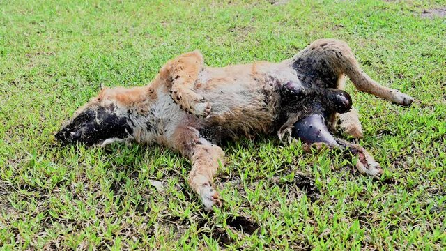 Stray Dog found dead on the grass during the afternoon with flies and maggots, zoomed out footage, bloating and about to explode, the smell that one can't forget.