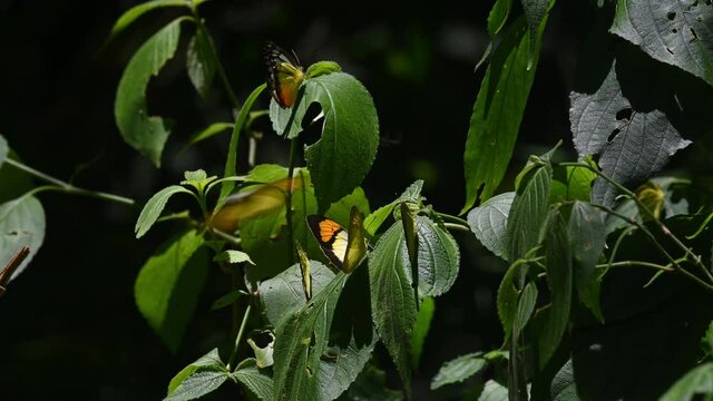 Yellow Orange Tip, Ixias pyrene, with other butterflies on a plant during a lovely sunny day; Kaeng Krachan National Park, UNESCO World Heritage, Thailand.