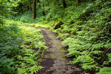 Obraz premium 富山県富山市の立山連峰、鍬崎山、大品山、瀬戸蔵山の登山道の風景 A view of the trails in the Tateyama Mountain Range, Mt. Kuwasaki, Mt. Oshina, Mt. Setokura, Toyama city, Toyama prefecture. 