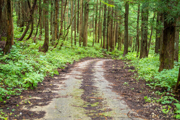 Fototapeta premium 富山県富山市の立山連峰、鍬崎山、大品山、瀬戸蔵山の登山道の風景 A view of the trails in the Tateyama Mountain Range, Mt. Kuwasaki, Mt. Oshina, Mt. Setokura, Toyama city, Toyama prefecture. 