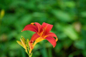 ひっそりと咲く満開のオレンジ色のユリの花＠富士見高原、山梨