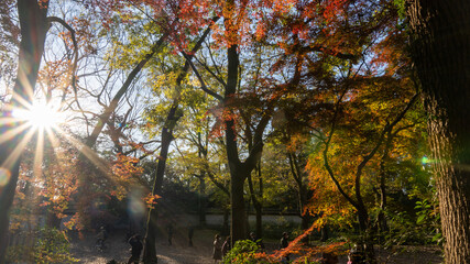 sun shining through trees