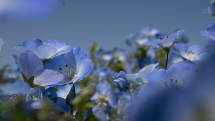 blue sky and flowers