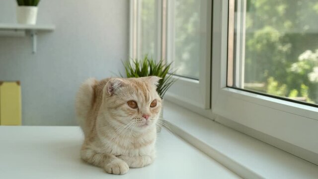 Cute red cat breed Scottish fold sits with half-closed eyes on the white table near the window indoors