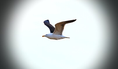 seagulls enjoying the sea and looking for food