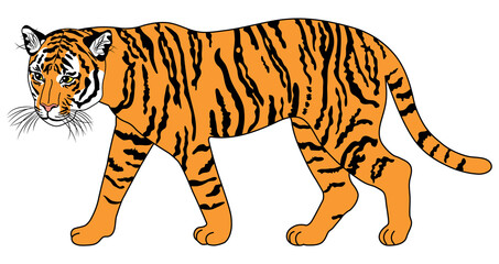 歩いている虎の全身イラスト