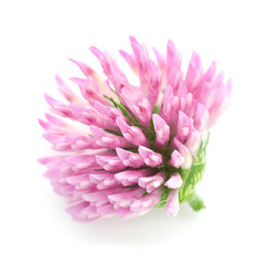 Beautiful blooming clover flower on white background