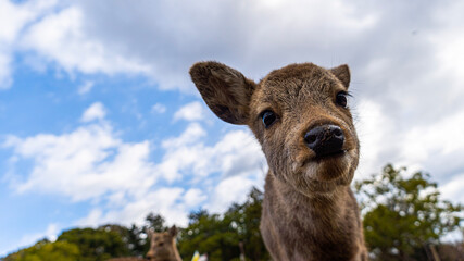 Obraz premium giraffe in the sky