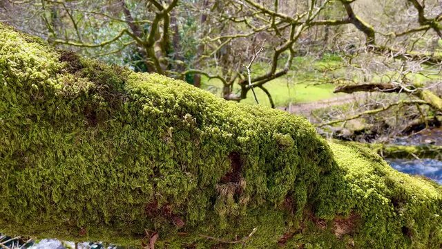 Close yo on a trunk full of moss in the middle of the national park of Dartmoor. 4K 60fps.