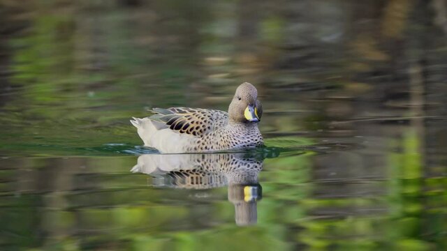 A wild yellow billed teal, anas flavirostris swimming and wandering on the rippling water in freshwater lake, natural landscape tracking shot.