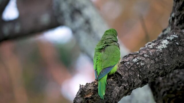 Glamorous little green parrot sitting on the tree branch and looking back. Closeup