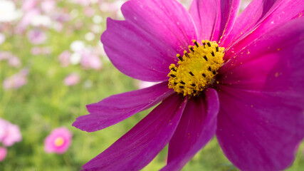 pink cosmos flower