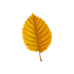 Autumn leaf of tree, fall forest foliage, isolated vector. Dry yellow beech alder or hazel tree leaf, nature fall season and plants leaves