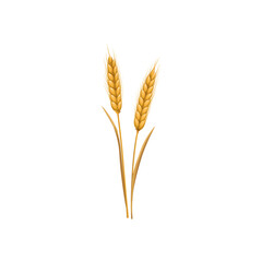Wheat or rye grain ear and barley spike, vector isolated icon. Wheat or rye cereal plant, autumn harvest and flour food, farm agriculture and fall seeds stalk crop for Thanksgiving