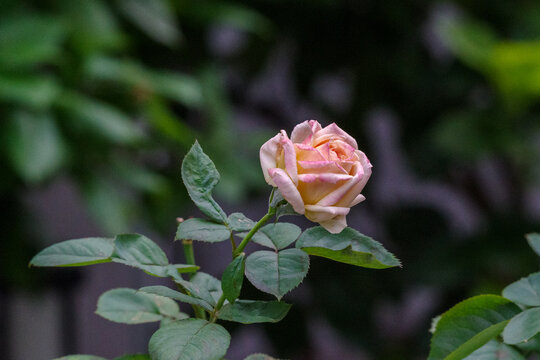 美しい薔薇 の画像 139 906 件の Stock 写真 ベクターおよびビデオ Adobe Stock