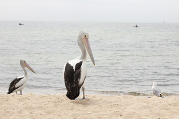 Native Australian Pelican on the beach with Seagulls in the heat of the summer sun, coastal Victoria, Australia