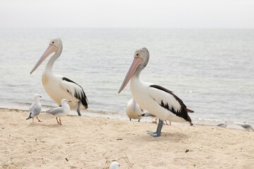 Native Australian Pelican on the beach with Seagulls in the heat of the summer sun, coastal Victoria, Australia