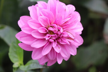 Cool pink dahlia flower with natural green background, Close up of dahlia flower with view of its petals