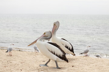 Native Australian Pelican on the beach with Seagulls in the heat of the summer sun, coastal Victoria, Australia