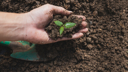 The sapling is in hand with the soil prepared for planting. environment concept