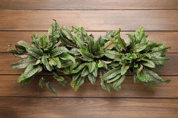 Sorrel plants on wooden table, top view