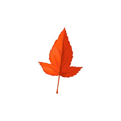 Autumn maple leaf vector icon, cartoon foliage, fallen tree leaf of red or orange colors, tatar maple leaf natural design element isolated on white background, sign
