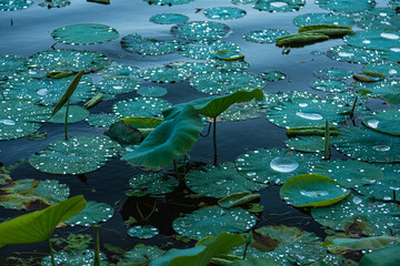ネパール　ポカラのペワ湖に浮くハス