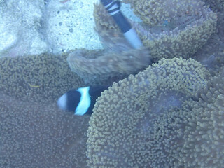 fish in aquarium