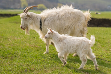 Obraz premium Goat mother with a kid grazing on green meadow
