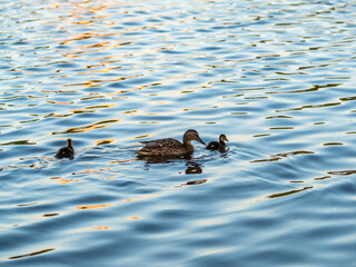 A family of ducks, a duck and its little ducklings are swimming in the water. The duck takes care of its newborn ducklings. Mallard, lat. Anas platyrhynchos