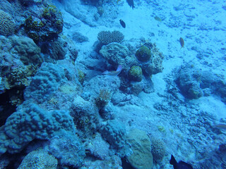 coral reef and diver