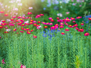 Red Painted Daisies flowers, latin name Tanacetum coccineum or Chrysanthemum coccineus, are old-fashioned perennials.