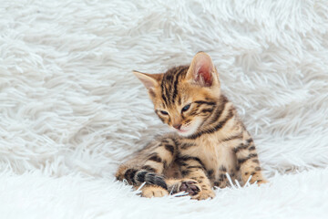 Little bengal kitten on the white fury blanket