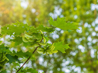 Spring branches of maple tree with fresh green leaves