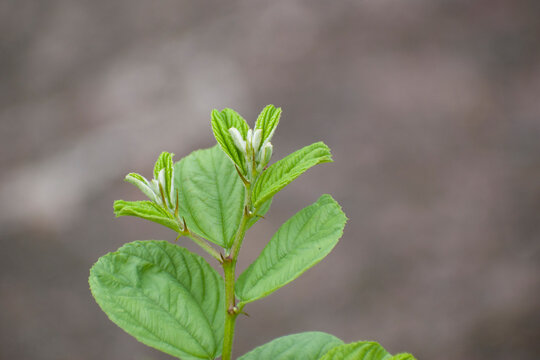 Leaves Of Ziziphus Mauritiana.The Leaves Are About 2.5 To 3.2 Cm Long And 1.8 To 3.8 Cm Wide Having Fine Tooth At Margin